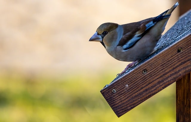 Placering af redekasser i nærheden af fuglefodre: En guide for naturinteresserede